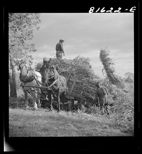 Harvesting corn husks on farm by the Hudson, New York