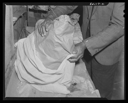 Salting down pork. Calvert County, Maryland