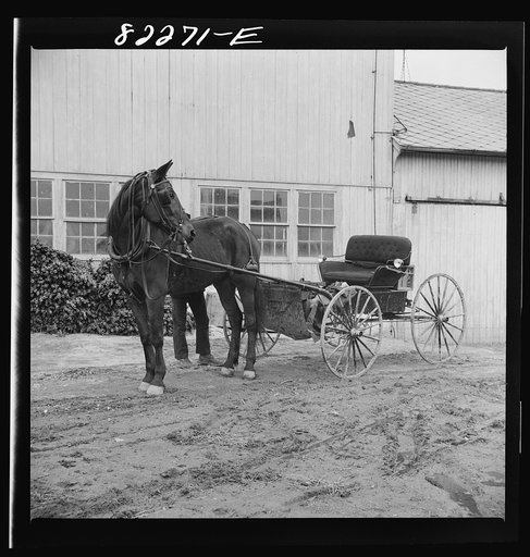 Lancaster County, Pennsylvania. Amish carriage of the type used by the young people. The family carriage is always covered