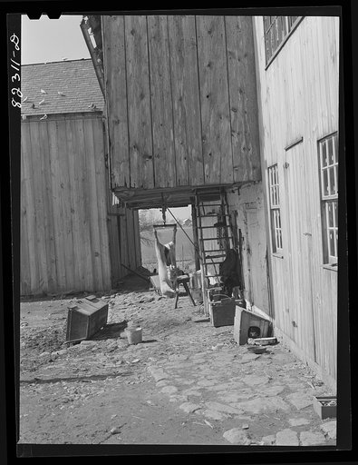 Ephrata, Pennsylvania (vicinity). Butchering pork on a Mennonite farm