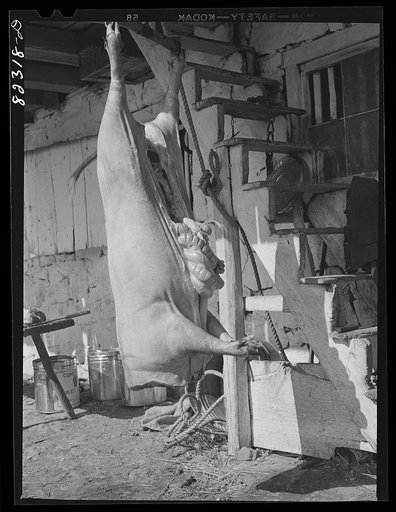 Ephrata, Pennsylvania (vicinity). Butchering pork on a Mennonite farm