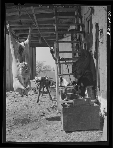 Ephrata, Pennsylvania (vicinity). Butchering pork on a Mennonite farm