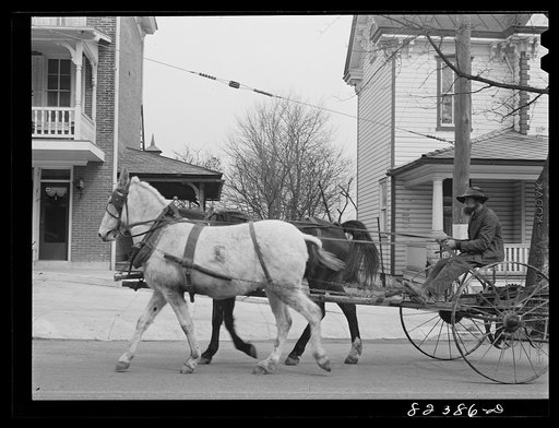 Honey Brook, Pennsylvania (vicinity). Amish farmer driving cultivator. Their religion bans powered cultivators on the soil or rubber-wheeled tractors, but all horse-drawn, steel-wheeled machinery is widely used