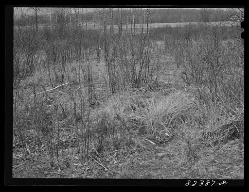 Honey Brook, Pennsylvania (vicinity). Land to be reclaimed by Morris Zook, Jr., Amish FSA (Farm Security Administration) client