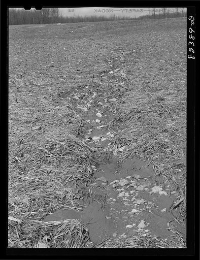 Honey Brook, Pennsylvania (vicinity). Erosion cutting through field of Morris Zook, Jr., Amish FSA (Farm Security Administration) client