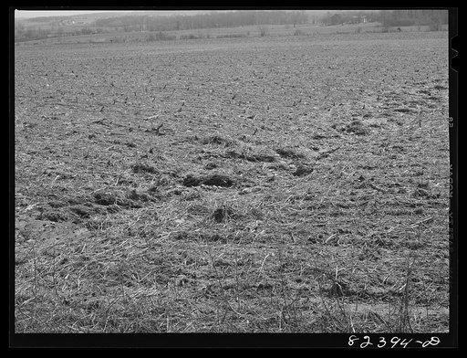 Honey Brook, Pennsylvania (vicinity). Erosion cutting through field of Morris Zook, Jr., Amish FSA (Farm Security Administration) client