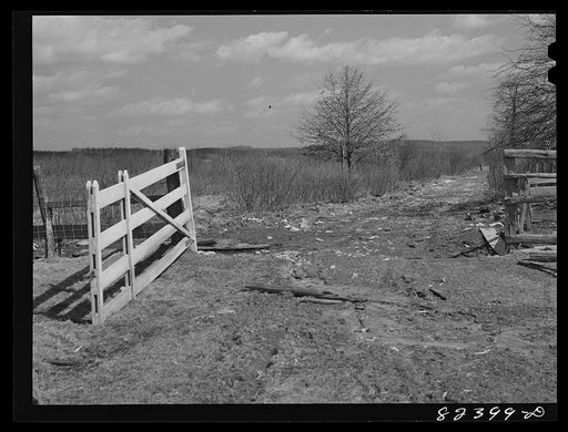 Honey Brook, Pennsylvania (vicinity). Swamp land to be cleared by FSA (Farm Security Administration) Amish tenant purchase client