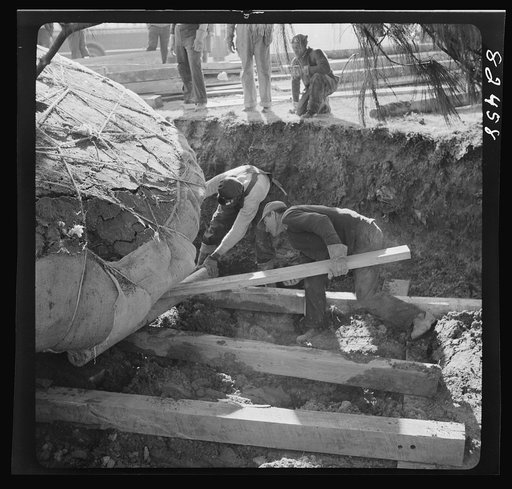 Washington, D.C. Transplanting a tree on an emergency office space construction job