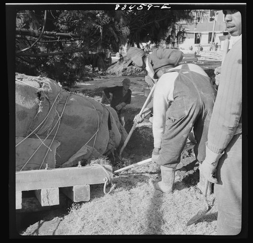 Untitled photo, possibly related to: Washington, D.C. Transplanting a tree on an emergency office space construction job