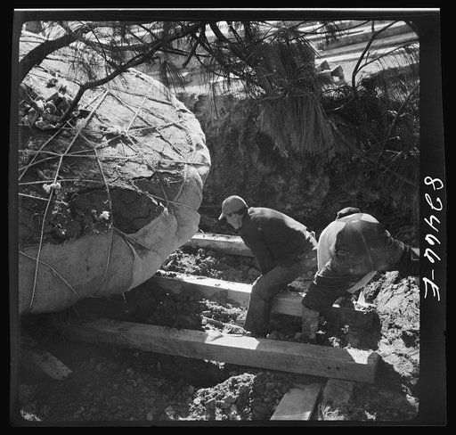 Untitled photo, possibly related to: Washington, D.C. Transplanting a tree on an emergency office space construction job