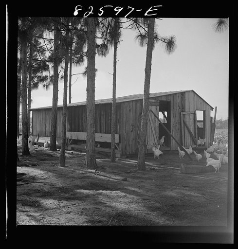 Untitled photo, possibly related to: Escambia Farms, Florida. Poultry house built of lumber cut and milled at the farm. FSA (Farm Security Administration) project, so that the house costs client only a few dollars