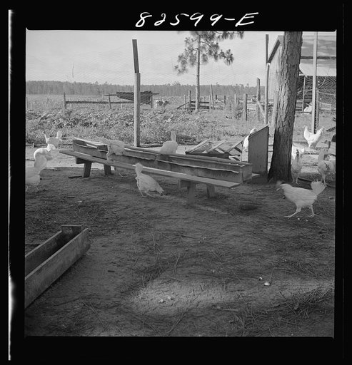 Untitled photo, possibly related to: Escambia Farms, Florida. Escambia Farms has devised the simplest construction of all poultry yard equipment. Feed and watering troughs are usually made of wood