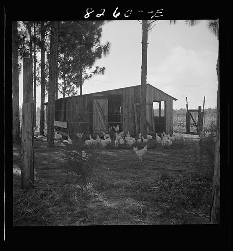 Untitled photo, possibly related to: Escambia Farms, Florida. Poultry house built of lumber cut and milled at the farm. FSA (Farm Security Administration) project, so that the house costs client only a few dollars