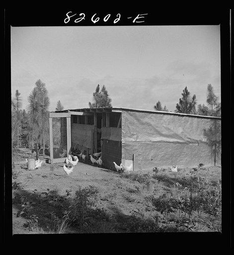 Escambia Farms, Florida. Poultry house built of lumber cut and milled at the farm. FSA (Farm Security Administration) project, so that the house costs client only a few dollars
