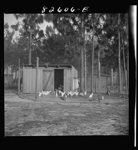 Untitled photo, possibly related to: Escambia Farms, Florida. Poultry house built of lumber cut and milled at the farm. FSA (Farm Security Administration) project, so that the house costs client only a few dollars