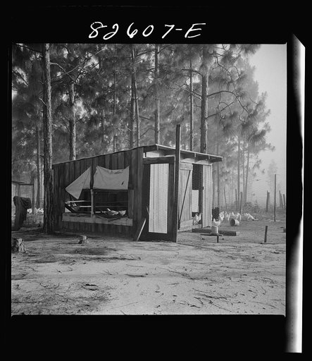 Escambia Farms, Florida. The even climate of Florida makes poultry houses easy to construct. Maximum ventilation is the only requisite