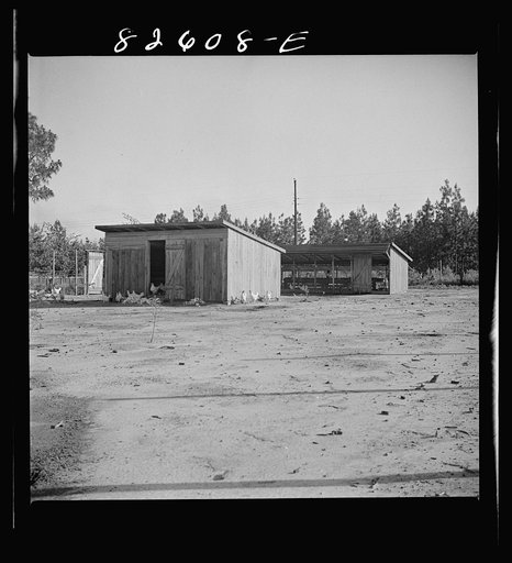 Untitled photo, possibly related to: Escambia Farms, Florida. The even climate of Florida makes poultry houses easy to construct. Maximum ventilation is the only requisite