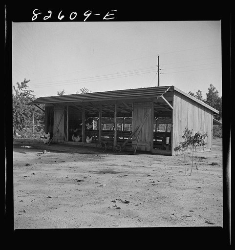 Escambia Farms, Florida. The even climate of Florida makes poultry houses easy to construct. Maximum ventilation is the only requisite