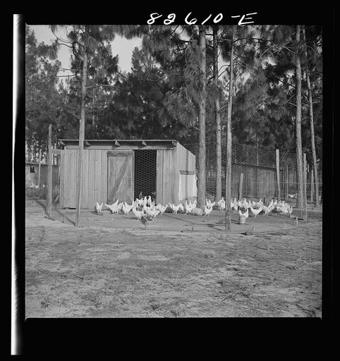 Escambia Farms, Florida. Poultry house built of lumber cut and milled at the farm. FSA (Farm Security Administration) project, so that the house costs client only a few dollars