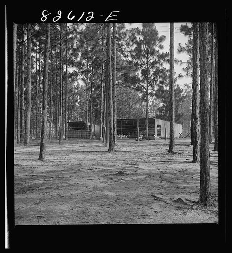 Escambia Farms, Florida. The even climate of Florida makes poultry houses easy to construct. Maximum ventilation is the only requisite