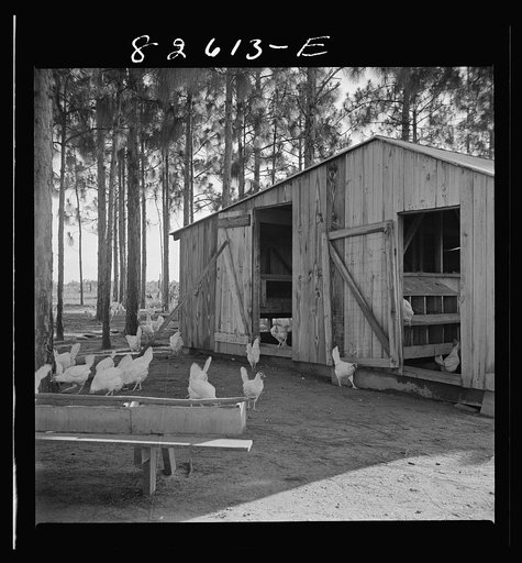 Escambia Farms, Florida. Poultry house built of lumber cut and milled at the farm. FSA (Farm Security Administration) project, so that the house costs client only a few dollars