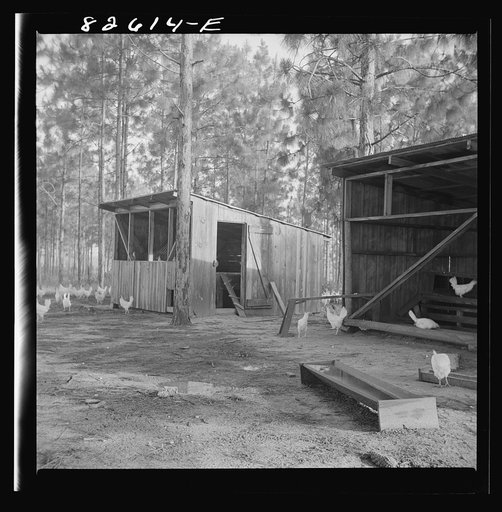 Untitled photo, possibly related to: Escambia Farms, Florida. The even climate of Florida makes poultry houses easy to construct. Maximum ventilation is the only requisite
