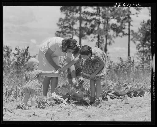 Untitled photo, possibly related to: Escambia Farms, Florida. Elena, Kitty, John and George McLelland look over their Victory garden on a Sunday