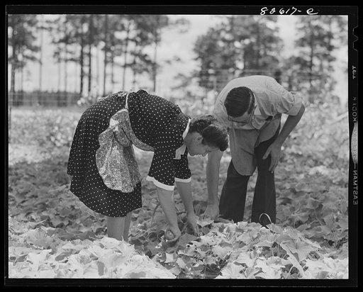 Untitled photo, possibly related to: Escambia Farms, Florida. Mrs. George McLelland picking greens for a salad for Sunday dinner