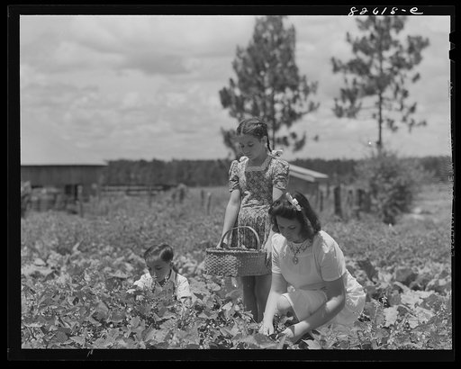 Escambia Farms, Florida. The McLelland children picking beans for Sunday dinner