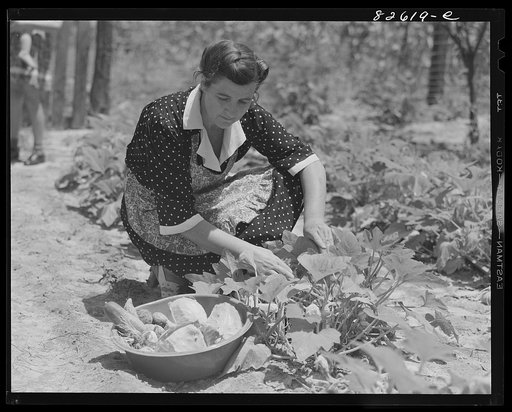 Escambia Farms, Florida. Mrs. George McLelland picking greens for a salad for Sunday dinner