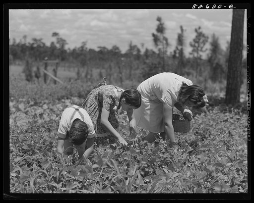 Escambia Farms, Florida. Elena, Kitty and John McLelland picking beans for Sunday dinner