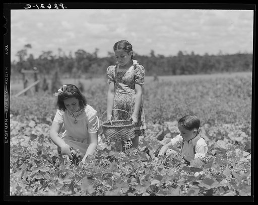Escambia Farms, Florida. Elena, Kitty and John McLelland picking beans for Sunday dinner