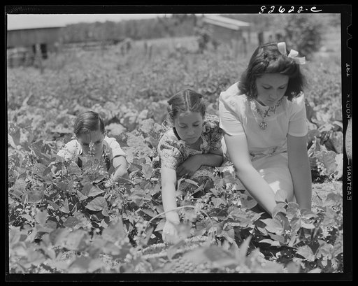 Untitled photo, possibly related to: Escambia Farms, Florida. Elena, Kitty and John McLelland picking beans for Sunday dinner