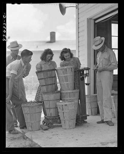 Escambia Farms, Florida. Doris Clima and Julian Dowdy weighing in their Victory bean crop at the Escambia Farms cooperative