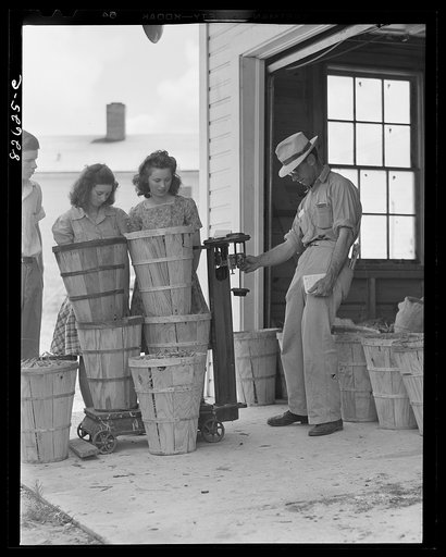 Untitled photo, possibly related to: Escambia Farms, Florida. Doris Clima and Julian Dowdy weighing in their Victory bean crop at the Escambia Farms cooperative