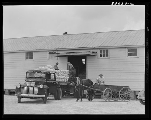 Escambia Farms, Florida. Chicken mash being delivered to the cooperative