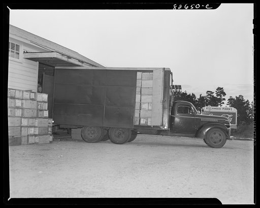 Escambia Farms, Florida. Truck loading eggs from cooperatively association for market in Miami