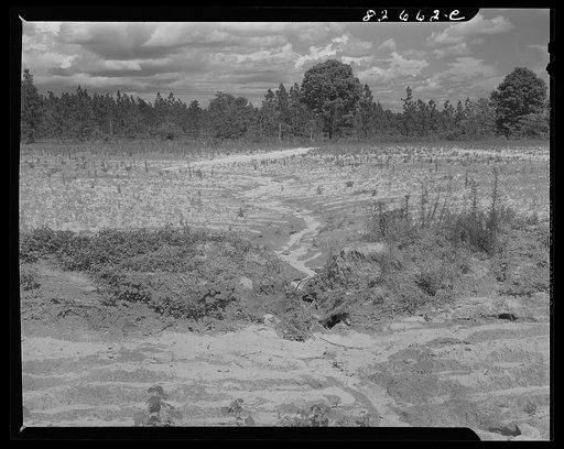 Escambia Farms, Florida. Land bordering on Escambia Farms FSA (Farm Security Administration) project showing results of poor terracing and grading. The sand wash has carried away all top soil and buried what little humus there is left