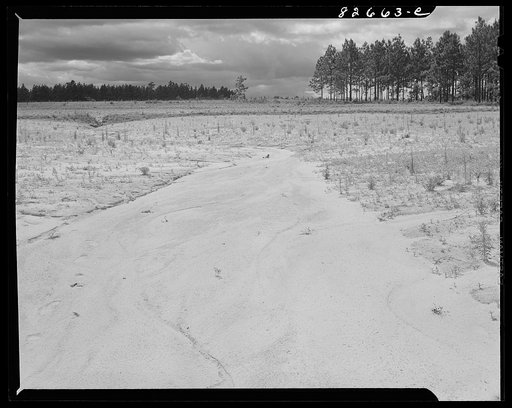 Untitled photo, possibly related to: Escambia Farms, Florida. Land bordering on Escambia Farms FSA (Farm Security Administration) project showing results of poor terracing and grading. The sand wash has carried away all top soil and buried what little humus there is left