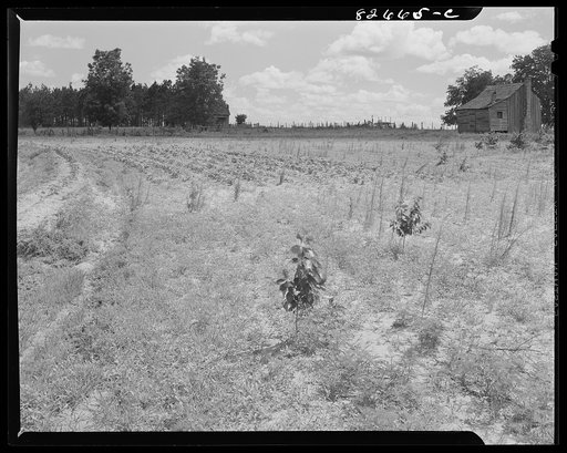 Escambia Farms, Florida. Land bordering on Escambia Farms where poor grading and lack of terracing has caused the land to "wash," removing the topsoil, leaving the area sterile. Tree in foreground is a wild persimon which will grow anywhere