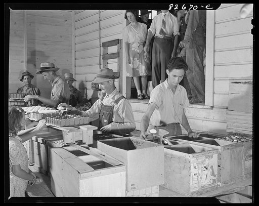 Escambia Farms, Florida. Grading eggs in the cooperative. The cooperative hires these men by the day to do the grading