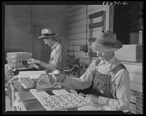 Escambia Farms, Florida. Grading eggs in the cooperative. The cooperative hires these men by the day to do the grading