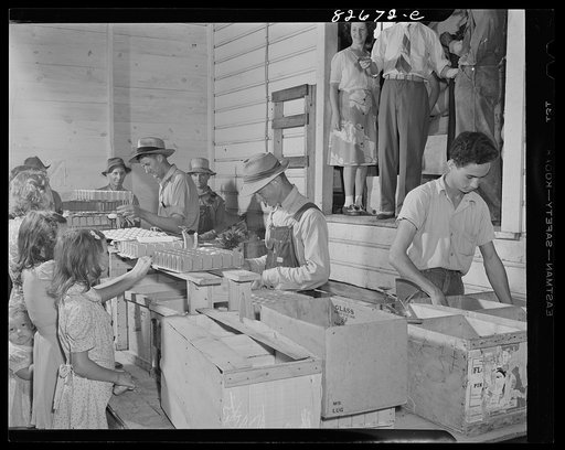 Untitled photo, possibly related to: Escambia Farms, Florida. Grading eggs in the cooperative. The cooperative hires these men by the day to do the grading
