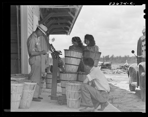 Escambia Farms, Florida. Julian Dowdy and his two sisters weighing in their crop of Victory beans