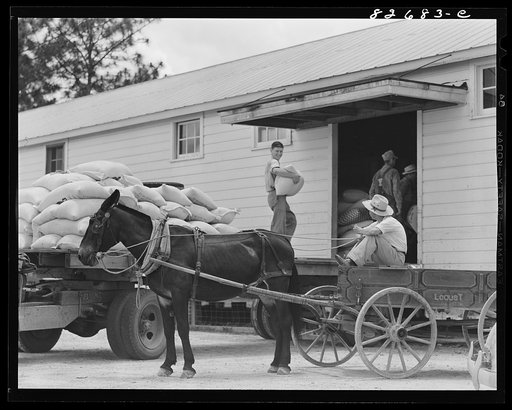 Untitled photo, possibly related to: Escambia Farms, Florida. Chicken mash being delivered to the cooperative