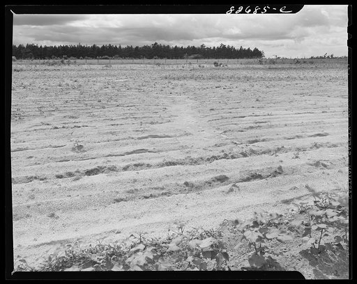 Baker, Florida. (vicinity) Land bordering on Escambia Farms showing soil which has been washed due to inadequate terracing