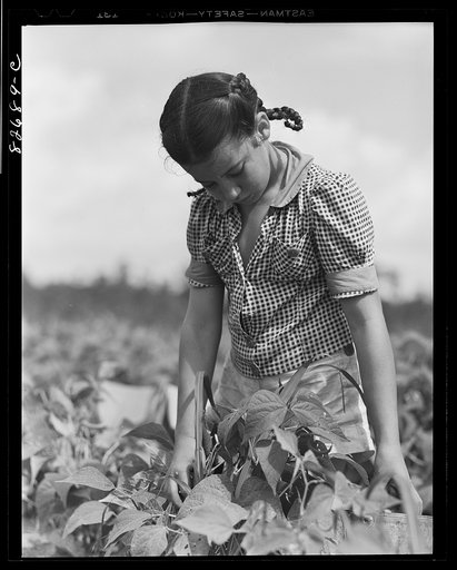 Untitled photo, possibly related to: Escambia Farms, Florida. Kitty McLelland picking beans