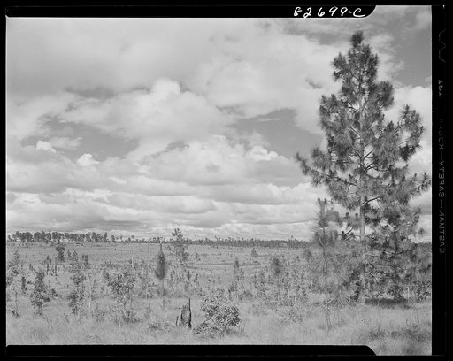 Escambia Farms, Florida. There is much land yet to clear and plow