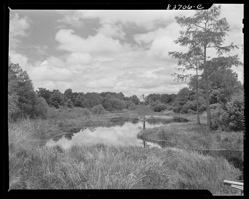 Falco, Florida [i.e. Alabama]. Mill pond of the Falco lumber company twenty years after the last of the logging