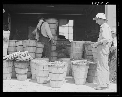 Untitled photo, possibly related to: Escambia Farms, Florida. George McLelland delivering a load of beans to the cooperative